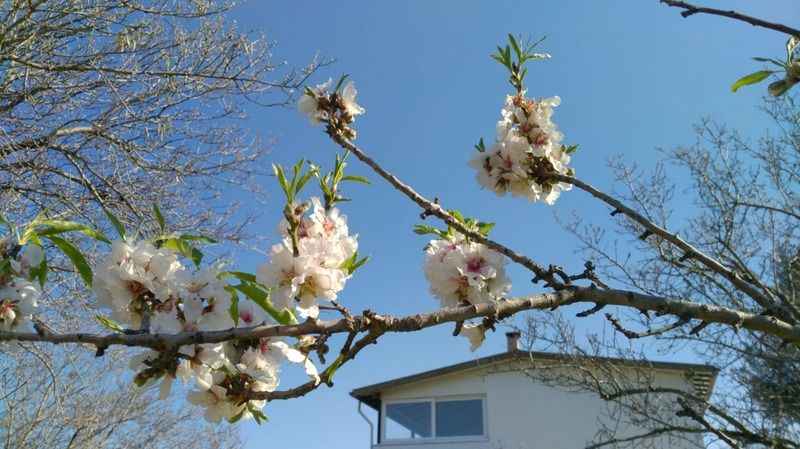 Datça'da badem ağaçları çiçek attı